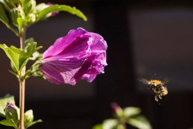 Uçan arılı çiçek