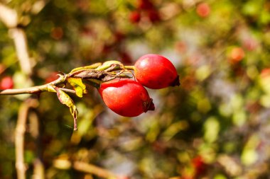 Olgunlaşan gül kalça görüntüsü