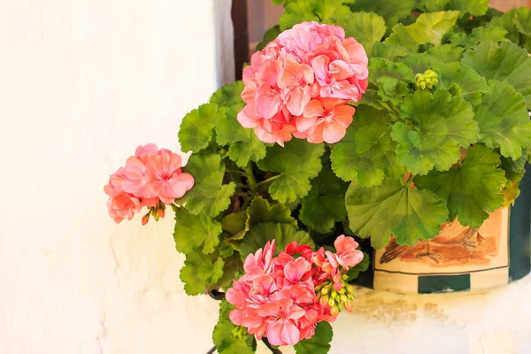 Pencerenin üzerinde renkli sardunyalar