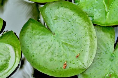 Yeşil nilüfer yaprakları