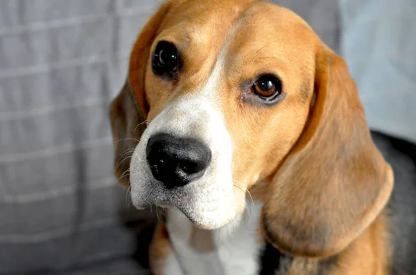 sevimli köpek portre