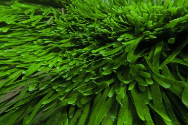 ılıman resif balık