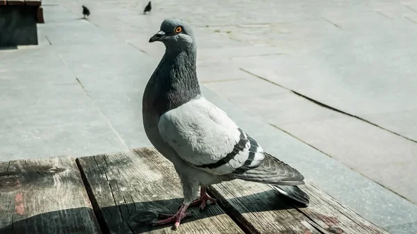 Eine Taube Auf Einer Hölzernen Fläche Und Zwei Weitere Tauben — Stockfoto