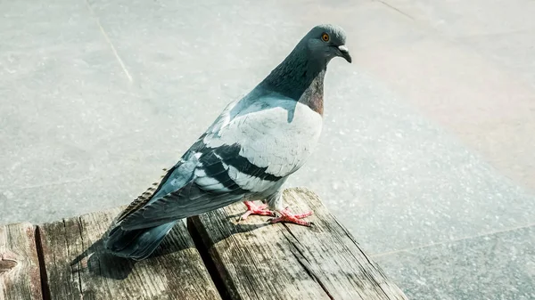 Schöne Taube Auf Einer Holzbank Und Blickt Die Ferne — Stockfoto