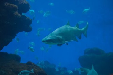 Akvaryumda balık sürüsü olan bir köpekbalığı. Akvaryumda köpek balığı suratlı..