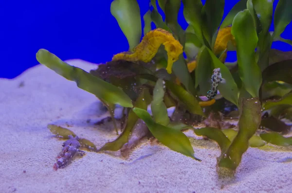 Seahorse Green Leaves Underwater — Stock Photo, Image