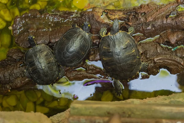 Top view of three turtles.