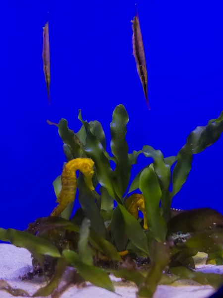 Yellow seahorse surrounded by fish under sea water.