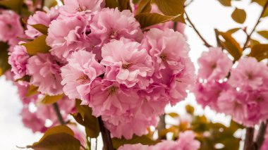Sakura pembe güzel çiçekler açar.