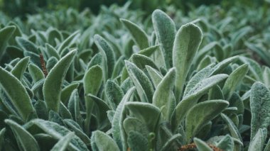Chistets yünlü. Güzel peyzaj, yapraklar büyüleyici. Tüylü temizlik..