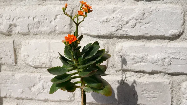 Flor Laranja Fundo Tijolo Parede Branca — Fotografia de Stock