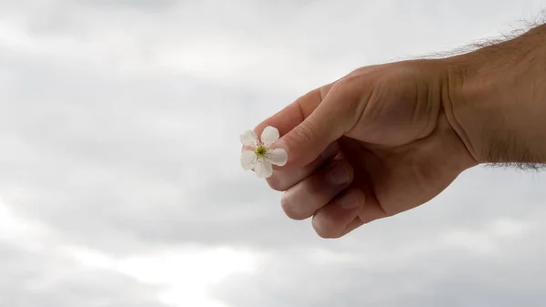 Цветок Белыми Лепестками Руке Человека — стоковое фото
