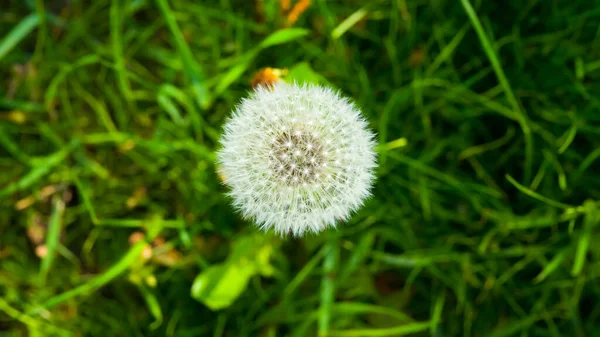 ふわふわのタンポポトップビュー 緑の草 — ストック写真