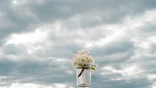 Flores Brancas Florescendo Vaso — Fotografia de Stock