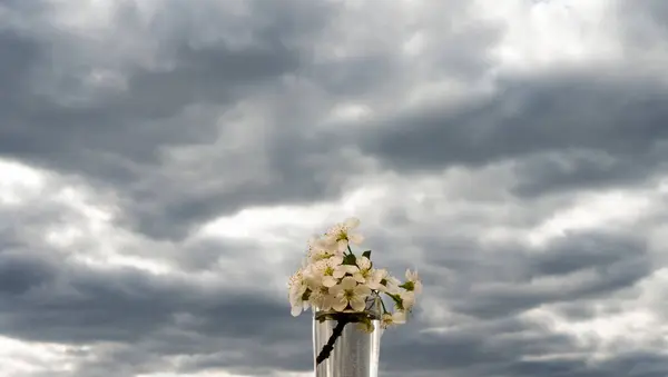 Chery Blume Auf Himmel Hintergrund — Stockfoto