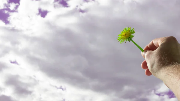 Beautiful green flower on sky background