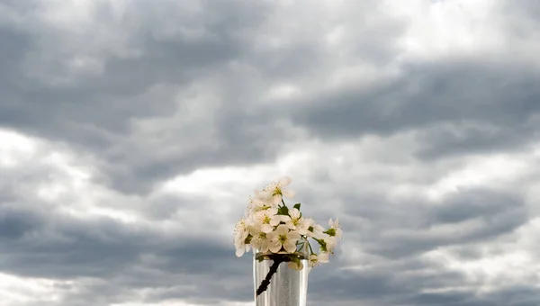 Strauß Kirschblüten Einer Vase — Stockfoto