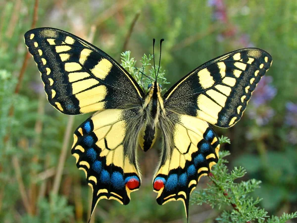 Otakárek butterfly, papilio machaon — Stock fotografie