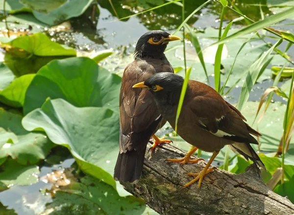 Κοινή myna (Acridotheres tristis), στη λίμνη Dal, Ινδία — Φωτογραφία Αρχείου