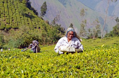 Munnar, Kerala, Hindistan - 11 Eylül 2016: bir çay plantasyon Munnar, Kerala, Hindistan çevresinde çay toplama kadın bırakır 