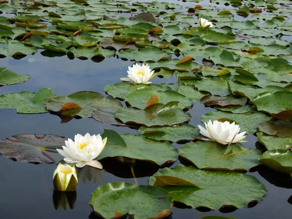 Flowers and leaves of the white water-lily