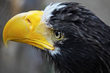 Kartal, arka plan bulanık atışta kapatın