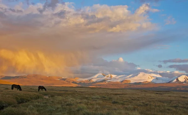 gün batımı, ukok Yaylası, Rus, Moğol ve Çin yatılı Kavşağı otlayan atlar