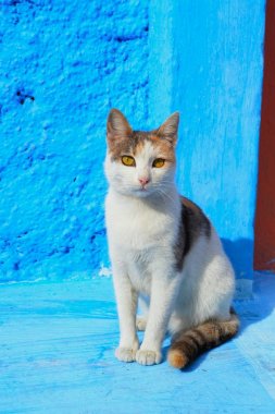 kedi Udayas Rabat Kasbah sokaklarında