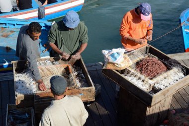 Rabat, Fas - 26 Aralık 2015: taze sıralama balıkçılar balık yakaladı