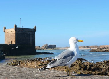 essaouira Fas'ta martı