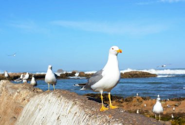 essaouira Fas'ta martı