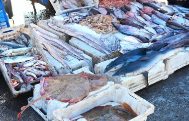 Çiğ balık, köpek balıkları, vatoz ve karides Essaouira eski şehirde Fas Market