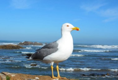 essaouira Fas'ta martı