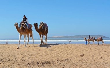 Essaouira, Fas - 5 Ocak 2016: Essaouira beach, deve karavan