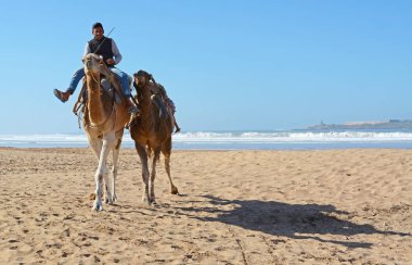 Essaouira, Fas - 5 Ocak 2016: Essaouira beach, deve karavan