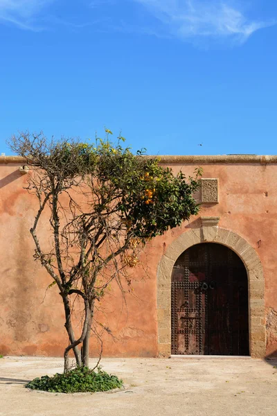 Mandarin tree in the streets of Kasbah of the Udayas in Rabat.
