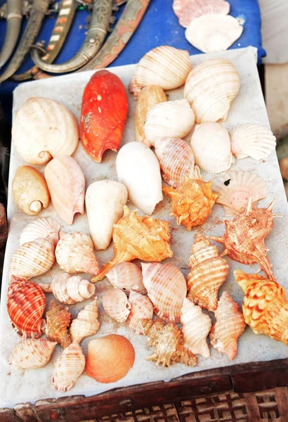 Selection of shells on a traditional Moroccan market (souk) in Marrakech, Morocco — Stock Photo, Image