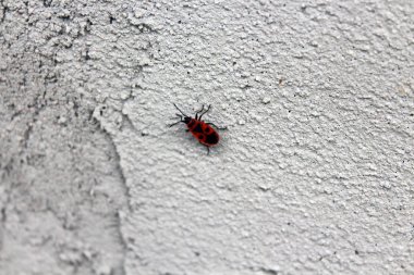 Red bug on a concrete wall. clipart