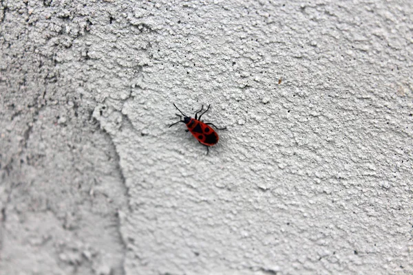 Rote Wanze an einer Betonwand. — Stockfoto