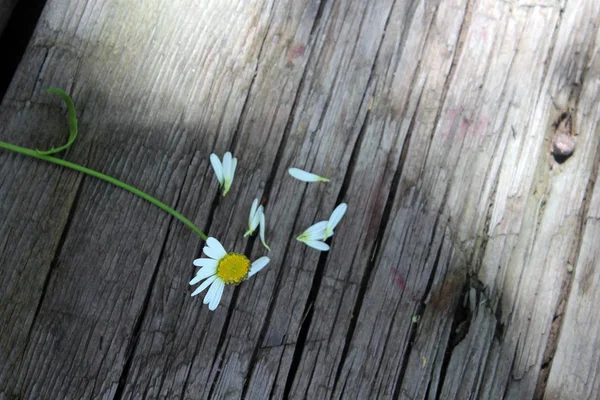 Uma flor de margarida com pétalas esfarrapadas em uma mesa velha com rachaduras . — Fotografia de Stock