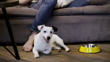 Jack russell ayak ana bilgisayar kanepede oturan yakın katta yalan. Dizüstü bilgisayar kullanan adam