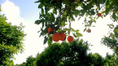Dalları narenciye meyve bahçesi üzerinde asılı meyve portakal. Portakal bahçesi. Narenciye grove