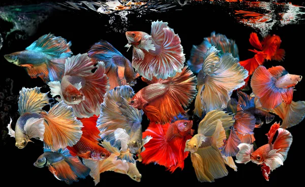 Action of many beautiful bettas — Stock Photo, Image