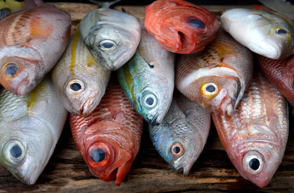 Mezclar coloridos peces frescos —  Fotos de Stock