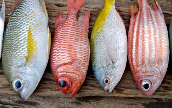 Mix barevné čerstvé ryby — Stock fotografie