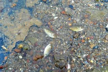 Küçük balık kirli plajda ölürler