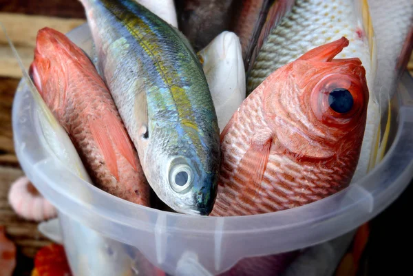 Wymieszać kolorowe ryby świeże. — Zdjęcie stockowe