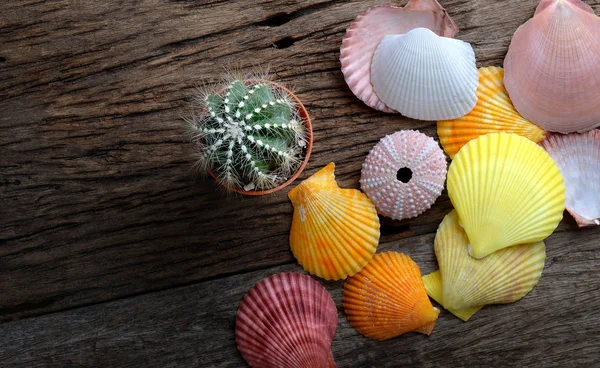 Colorful Shellfish and small  cactus. — Stock Photo, Image