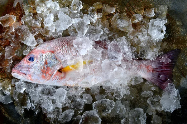Pescado pargo rojo del mercado pesquero . — Foto de Stock