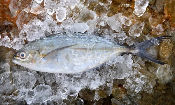 Frozen fresh trevally fish.